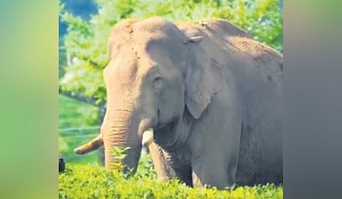 Farmers have been raising concerns over the presence of wild animals in villages far removed from the forest boundary