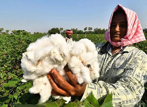 BJP faces Maha ire as cotton price angers farmers