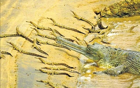 Gharials
