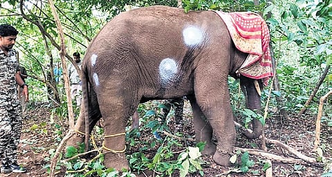 The injured elephant with arrow wound son body
