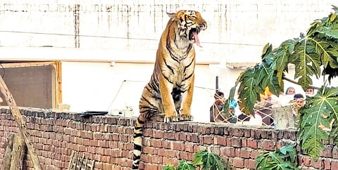 In Mowgli land, night bagh chaupals for villagers to keep off prowling tigers