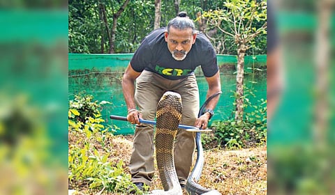The king cobra has so far been considered as a single species.