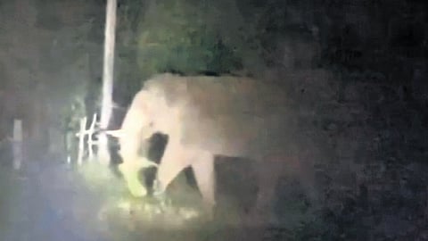 A lone elephant in a paddy field at Siddapur in Uttara Kannada district