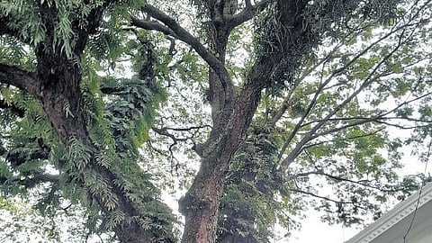 A stroll under the ‘sleepyhead’ rain trees of Kochi