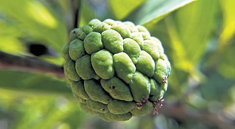 Cool, creamy Sitaphal