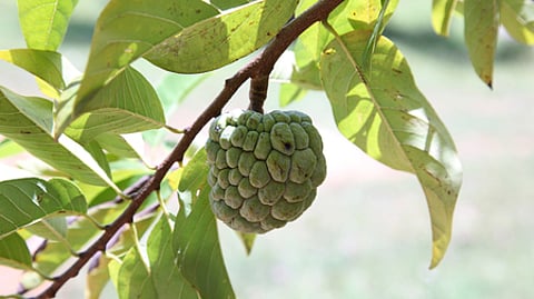 Custard apple