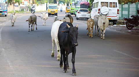 Madurai residents are feeling bad due to stray cattle menace