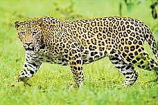 Forest officials said the Leopard was sighted in Mahabirod range and was trapped in a snare laid by poachers to hunt wild animals.