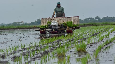 Image of paddy cultivaton used for representative purpose.