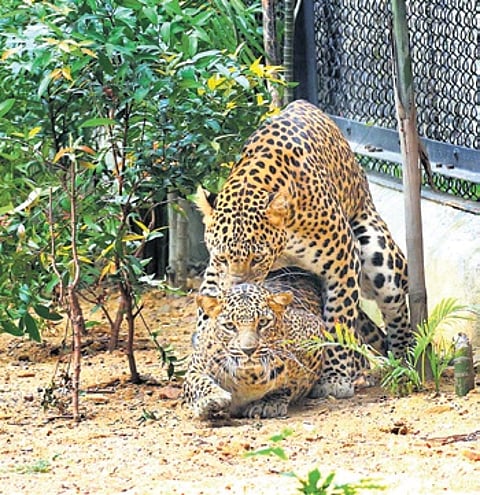 Raja and Rani leopards at Sambalpur zoo
