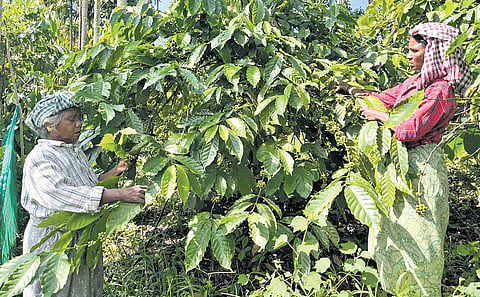 Workers at a coffee plantation in Madikeri