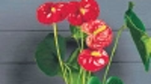 Anthurium plant