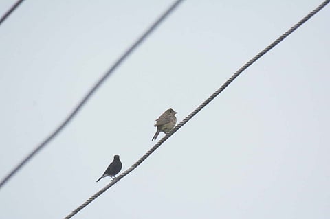 Black headed bunting noticed at Krishnampathi lake