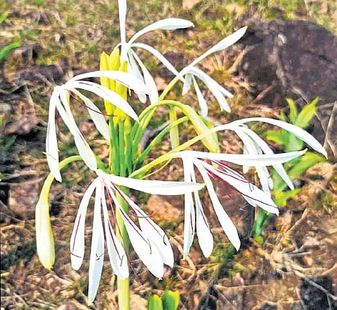 New species of Crinum recorded from the Eastern Ghats of Andhra Pradesh.