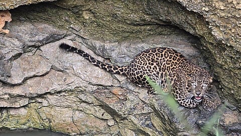 A picture of the leopard which was in a well near Chandirapuram village near Marandahalli.