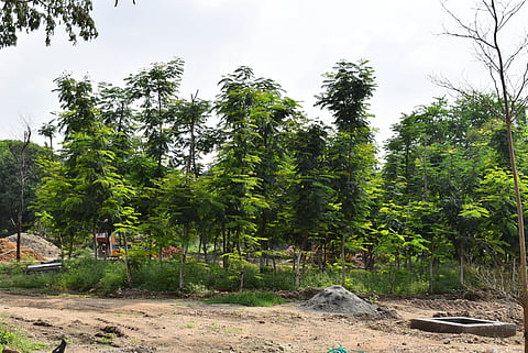 The Coimbatore District Green Committee in collaboration with the CCMC, and Coimbatore Green Care NGO carried out the tree rehabilitation project to save the trees’ life.