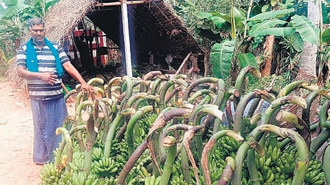M Mathiyazhagan, a farmer, with banana bunches near his grove