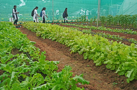 Different varieties of plants and flowers showcased during the Krishi Mela 2024 on childrens day at GKVK in Bengaluru. Representational Image.