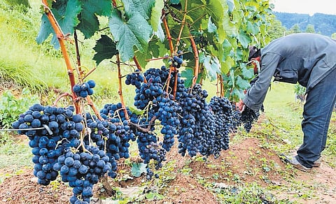 Harvesting the grapes; Karma Choeda