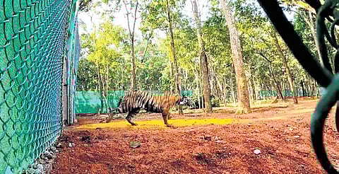 Three-year-old tigress Zeenat