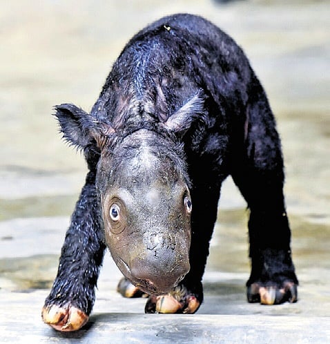 Guwahati Diary | State zoo welcomes baby rhino