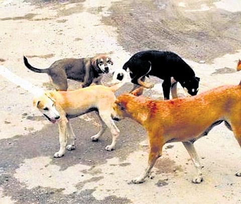 Dog bite cases in Kerala have seen a dramatic rise - from 60,000 in 2013 to over 3.16 lakh in 2024.