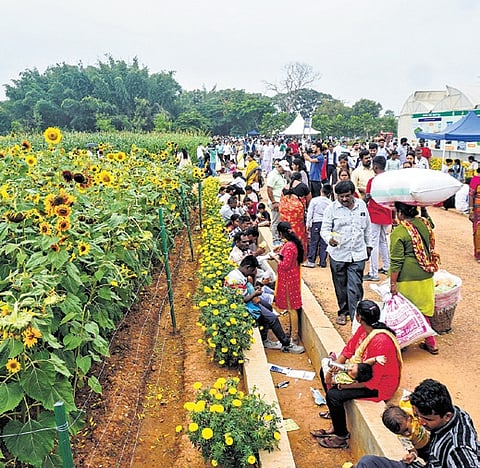 Bengalureans at Krishi Mela 2024 at GKVK on Sunday