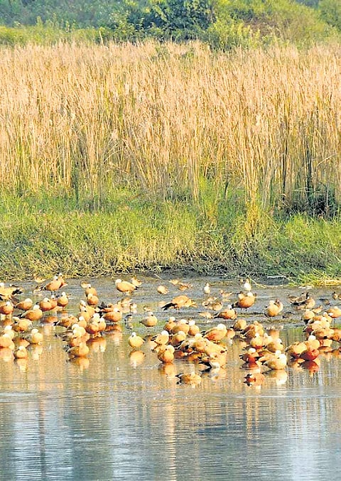 Uttarakhand has 729 bird species across 13 districts