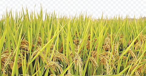 Paddy glut: Farmers told to take harvest holiday