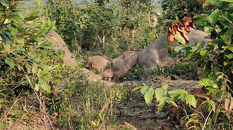 Three elephants, including a calf, tragically die of electrocution after stepping into a poacher's trap in Sambalpur
