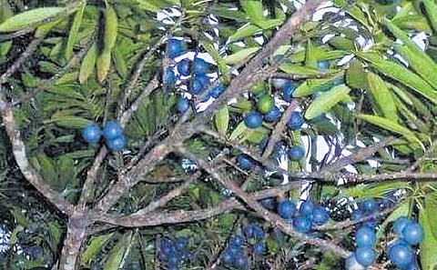 A Rudraksha tree in the farmland
of Adarsh Kumar