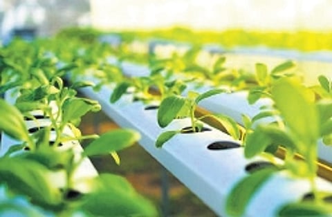 After four decades, horticulture course set to make KAU comeback