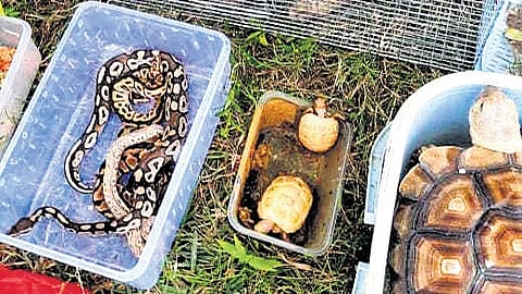Liyaqath was caught with 17 African ball pythons, 3 sulcata tortoises and an African serval cat