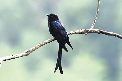 Fork-tailed drongo
