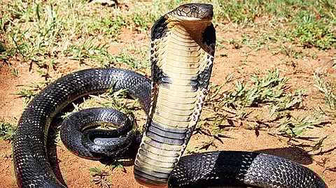Image of a King Cobra used for representational purposes only