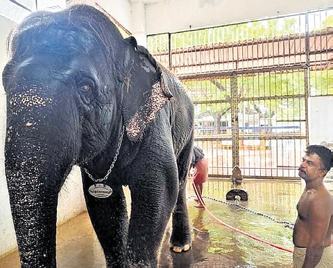 The Tiruchendur Murugan temple elephant Deivana