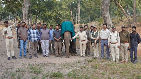The officials with the radio-collared tusker before it was released into the forests of Bandhavgarh Tiger Reserve.