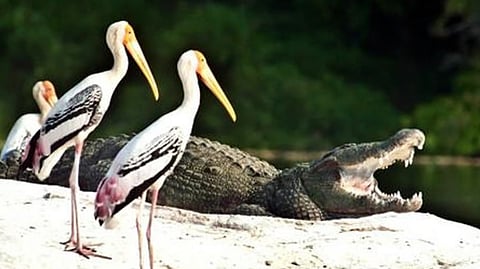 Ranganathittu bird sanctuary is Karnataka.