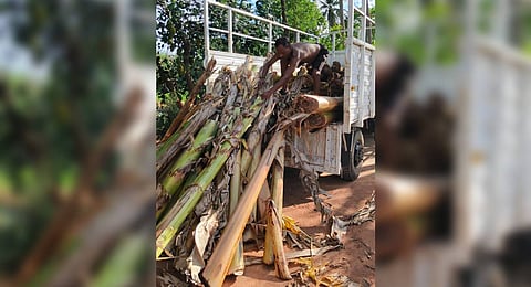 Couple upcycles banana waste to create livelihood