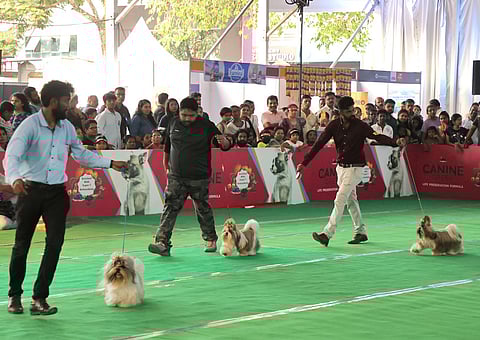 Shih Tzu dogs are competing at the All Kerala Open Dog Show organized by the Ananthapuri Canine Club at the Police Ground in Thycaud on Sunday, July 27,2025.