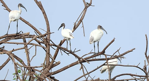 Flock of white ibis, Asian Openbill Stork resting on trees in the Kollukudipatti tank in the Vettangudi Bird Sanctuary in Sivaganga district.
