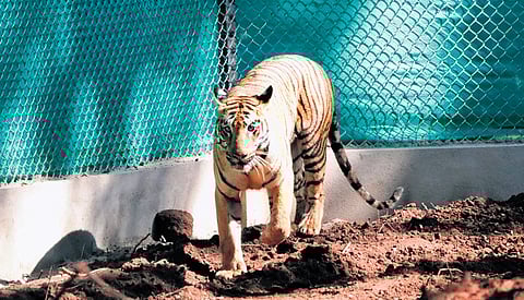 Tigress Zeenat in its enclosure at Similipal Tiger Reserve