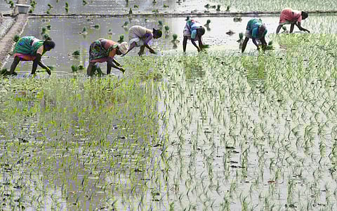 While other farmers have received their input assistance within 48 hours of delivery of paddy, the seed growers are still waiting for the aid.