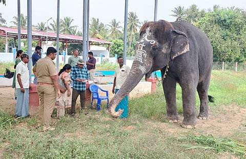 A team of Coimbatore forest range staff and a veterinarian checked the health of Perur Patteswarar temple elephant Kalyani