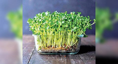 Tiny greens, big impact