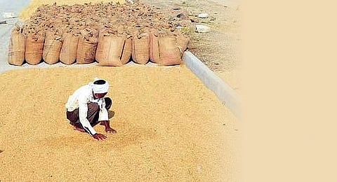Warangal millers force Telangana farmers into distress sale