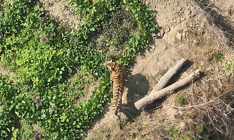 Tiger spotted by thermal drone close to Chhattisgarh town
