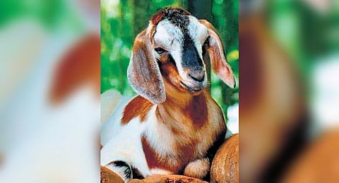 One of the blocks will house up to 190 female and 10 male goats, and work on it has already been completed.