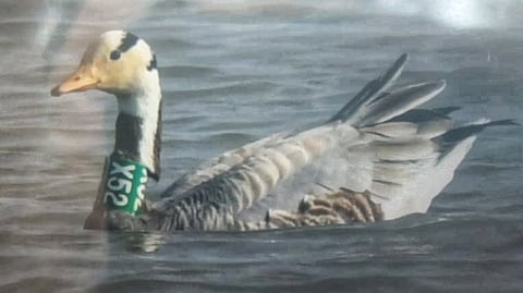 A bar-headed goose with an ID caller in its neck at Magadi lake