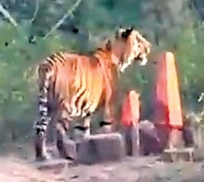 Another tiger attack in Telangana's Adilabad leaves man injured